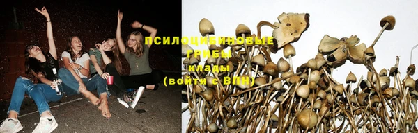 сатива Гусь-Хрустальный